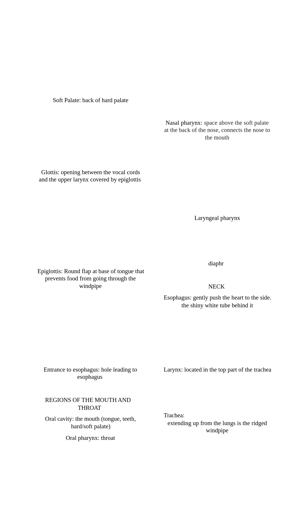 Fetal Pig anatomy.docx_dcan0rxrbqu_page2