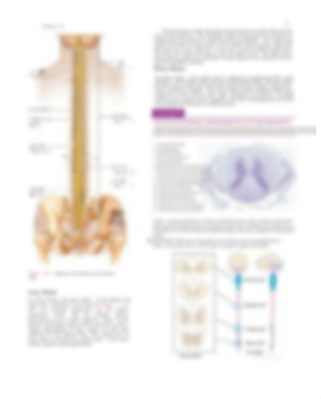 Lab14_F2021_Anatomy.pdf_dcar7zjw86t_page2