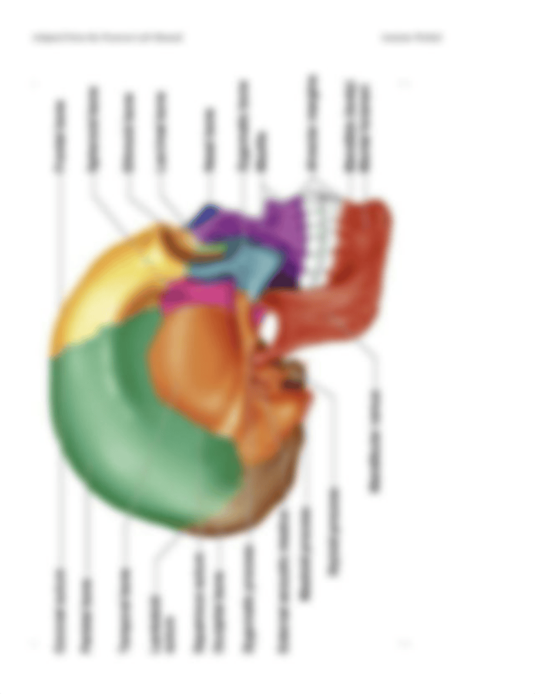 Axial Bones Post Lab #5 2.pdf_dcb7isyadg6_page2