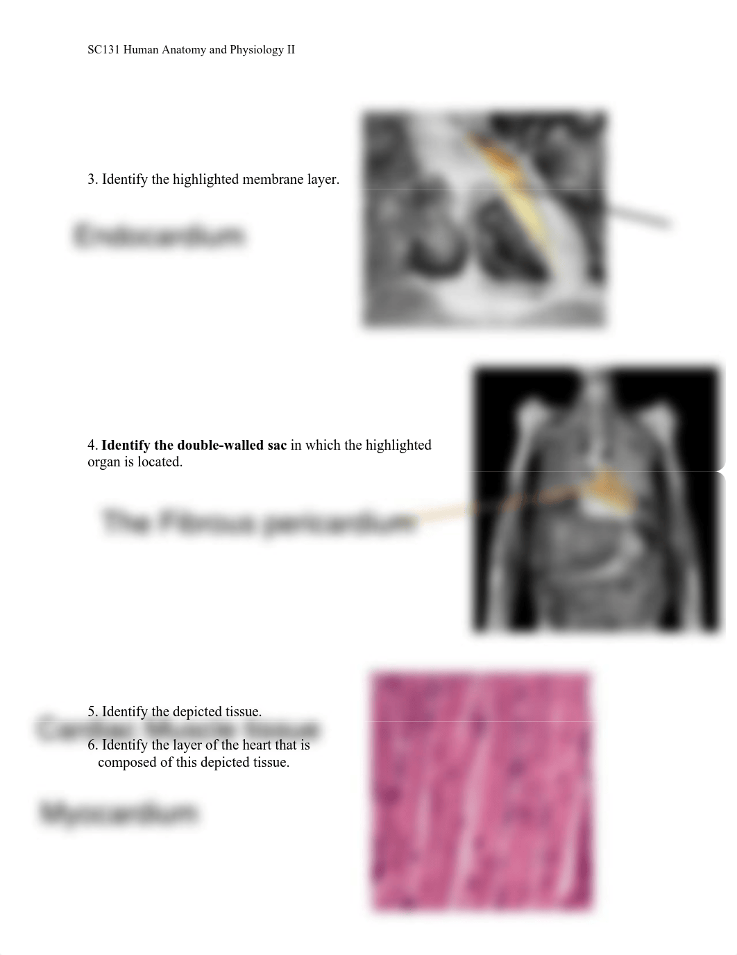 Unit 2 Assignment Real Anatomy WS.pdf_dcbupu3tzlh_page2