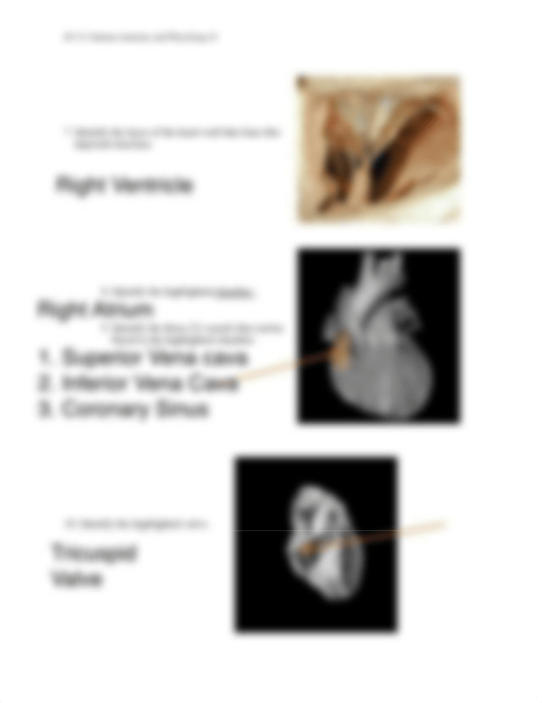 Unit 2 Assignment Real Anatomy WS.pdf_dcbupu3tzlh_page3