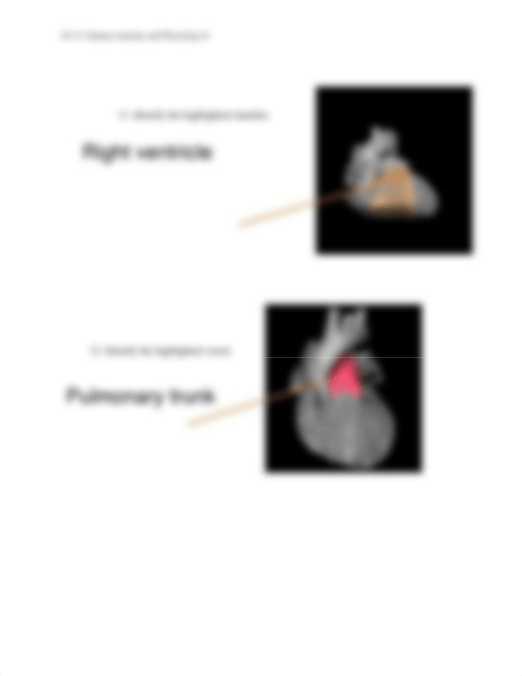 Unit 2 Assignment Real Anatomy WS.pdf_dcbupu3tzlh_page4