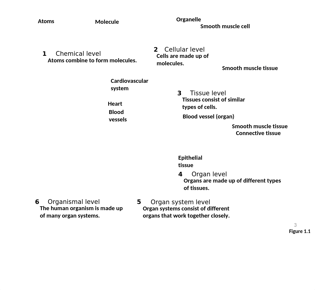 Chap 4-Tissues 1.ppt_dcbvpft7etv_page3