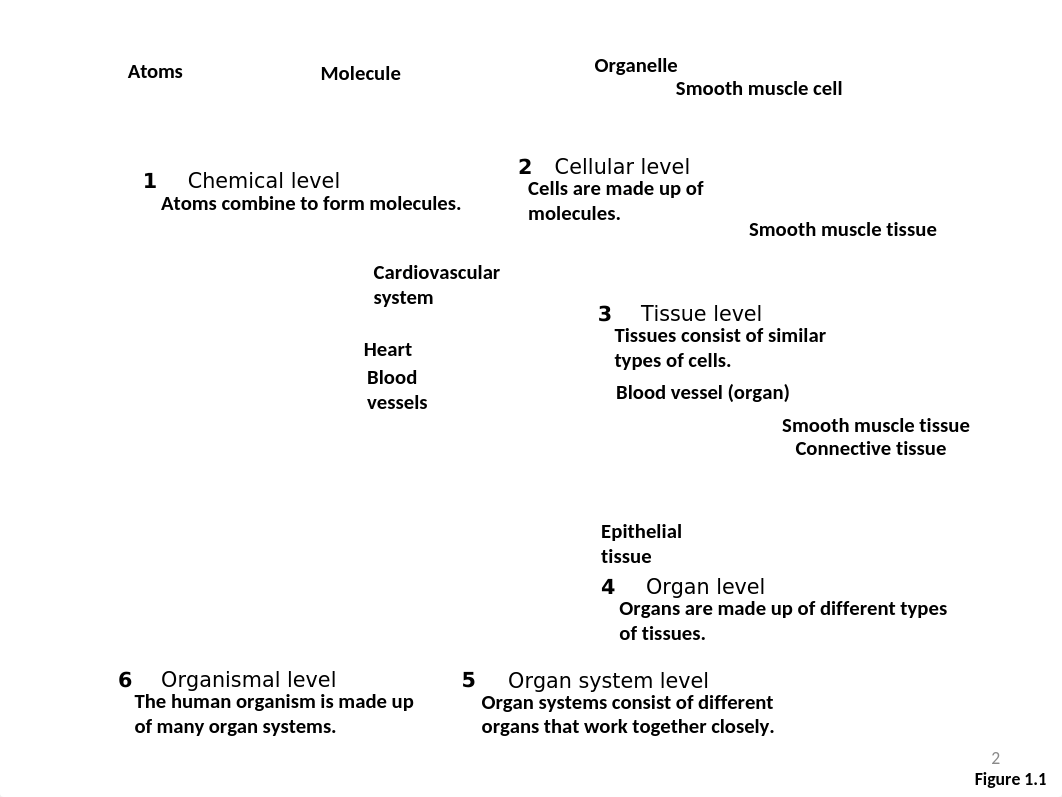 Chap 4-Tissues 1.ppt_dcbvpft7etv_page2