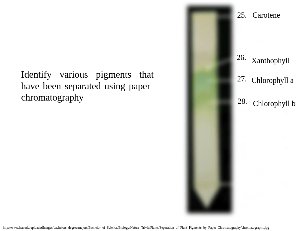 Lab 10 Genetics_dcdfmth7r15_page5