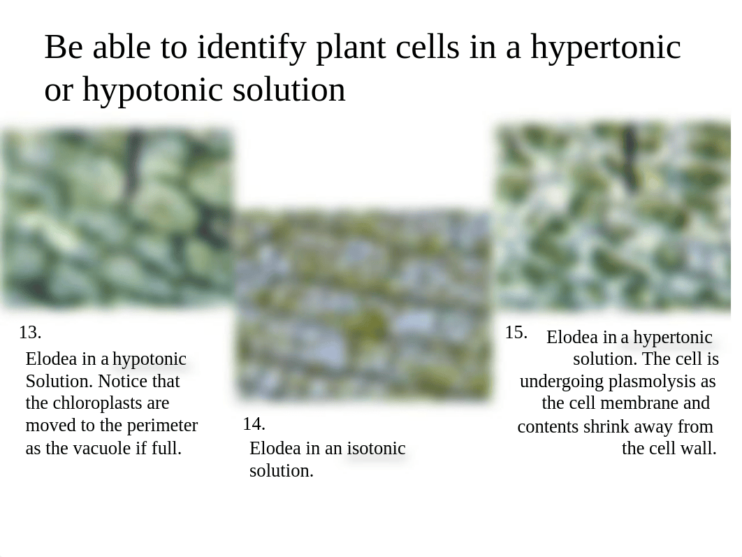 Lab 10 Genetics_dcdfmth7r15_page2