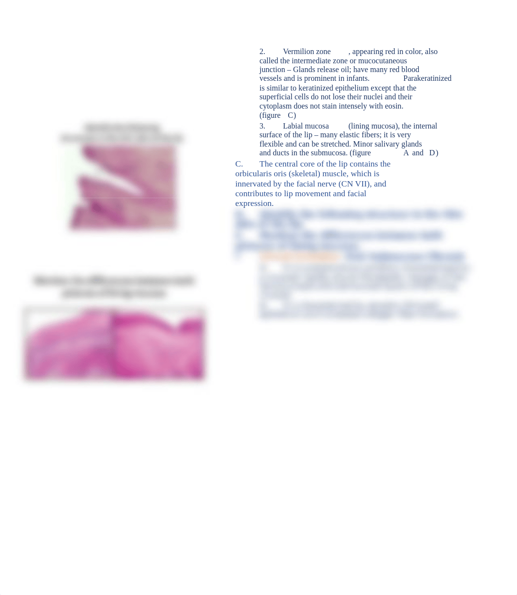 Histology Exam II - Complete Review .docx_dcdwinfg62k_page4