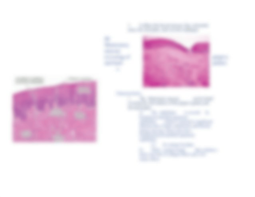 Histology Exam II - Complete Review .docx_dcdwinfg62k_page5