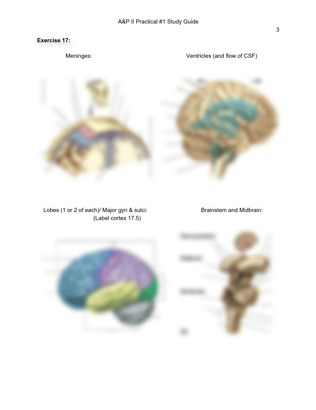 A&P II Practical #1 Study Guide.pdf_dcdy7u2hodt_page3