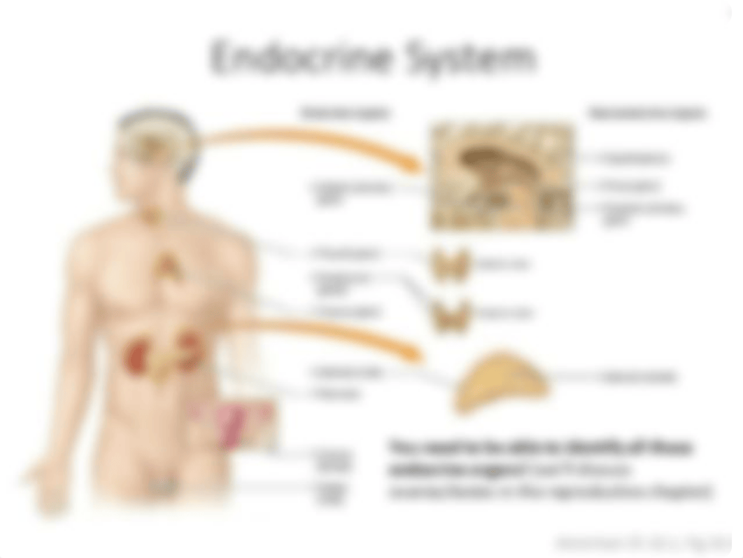 Ch. 1 Endocrine Lab.pdf_dcdzxc3onw4_page5