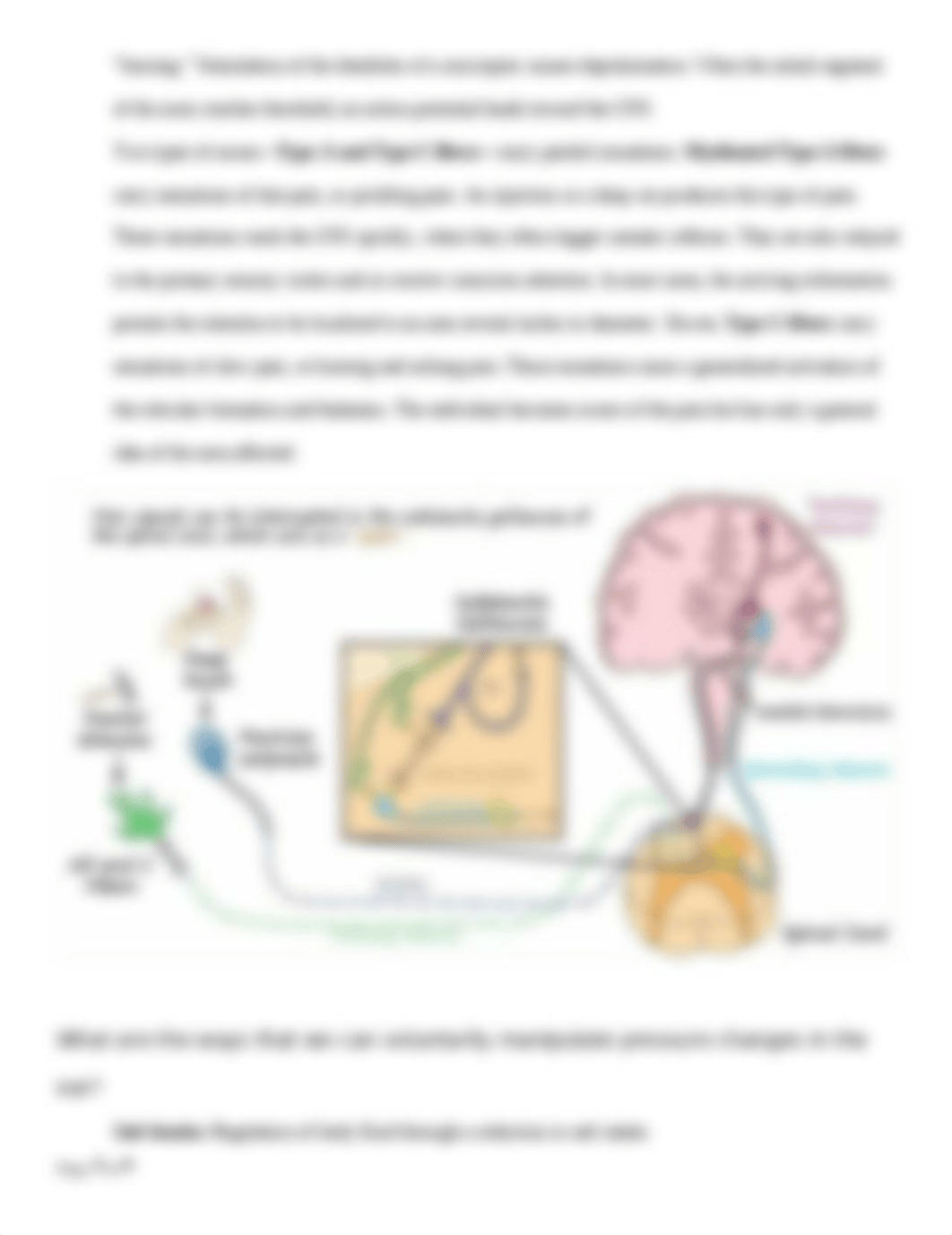 CH 12  Altered Somatic and Special Sensory Function .docx_dcfkijq3q10_page2