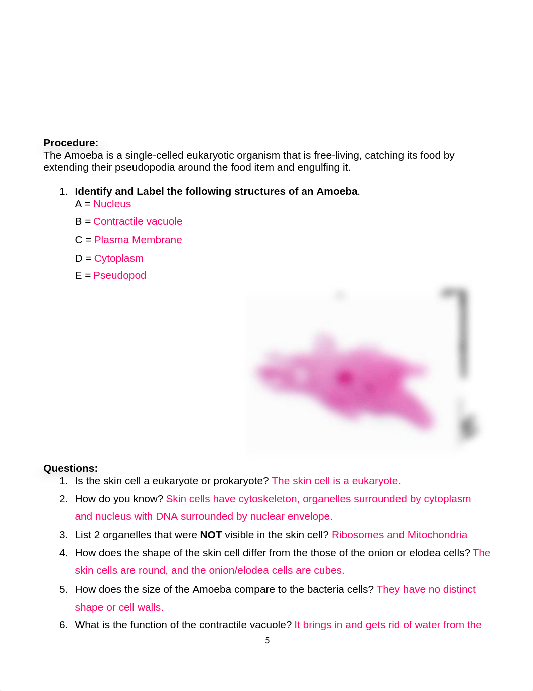 Lab 2 Cells Worksheet.docx_dcfkmmfmo8g_page5