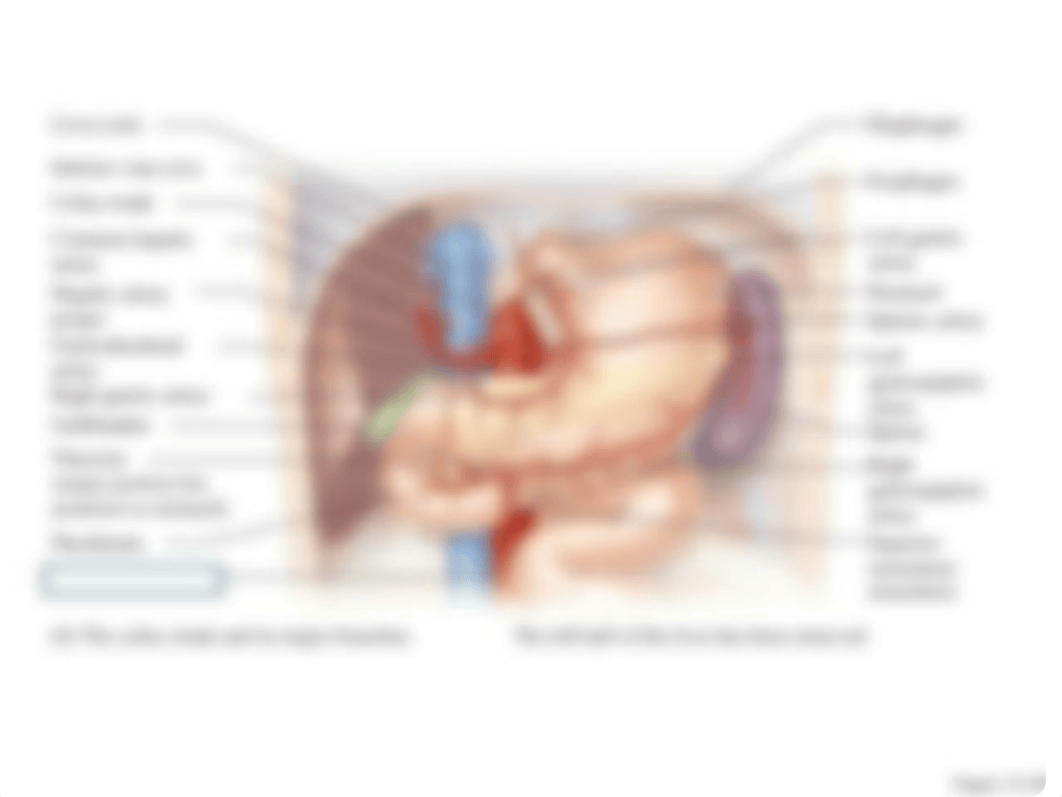 BLANK Blood Vessel images to help you study_dcfp7srdwci_page5