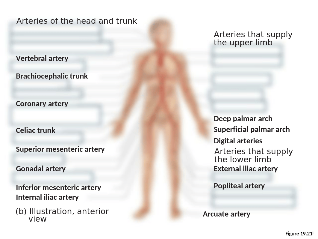 BLANK Blood Vessel images to help you study_dcfp7srdwci_page2