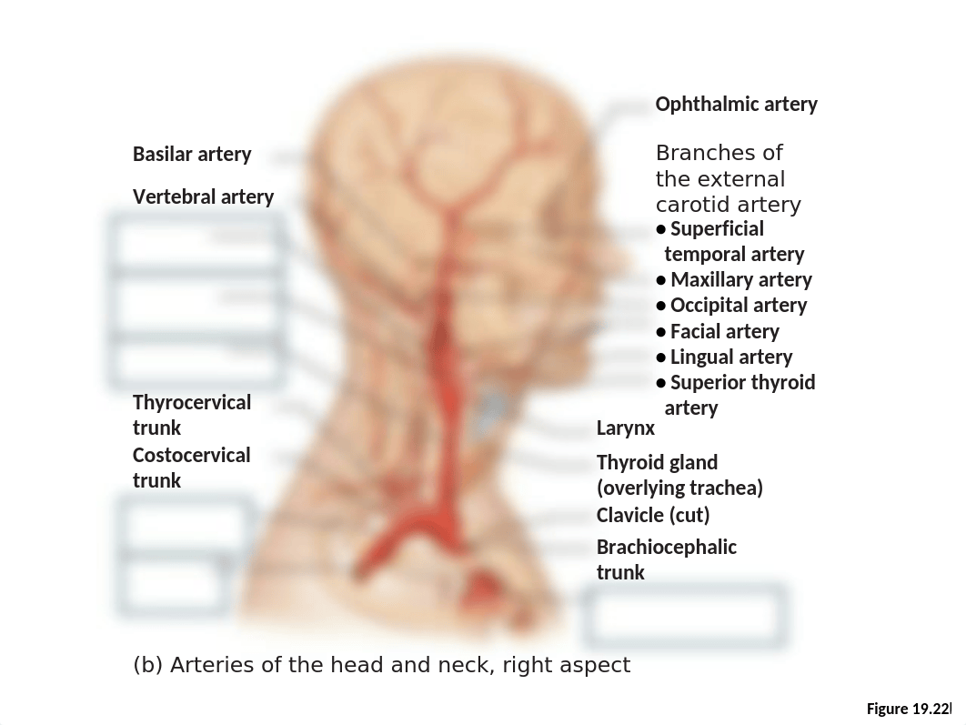 BLANK Blood Vessel images to help you study_dcfp7srdwci_page3