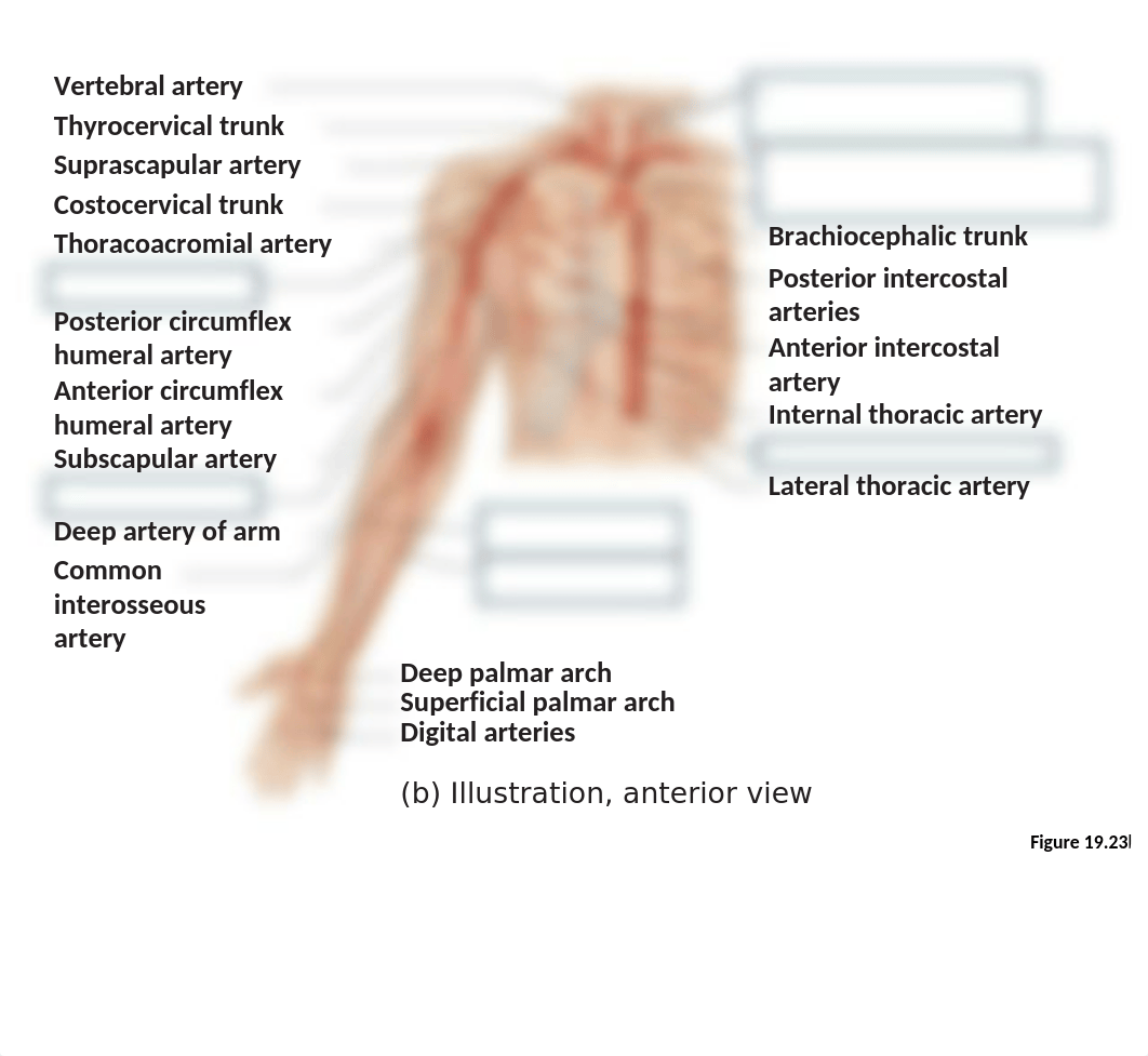 BLANK Blood Vessel images to help you study_dcfp7srdwci_page4