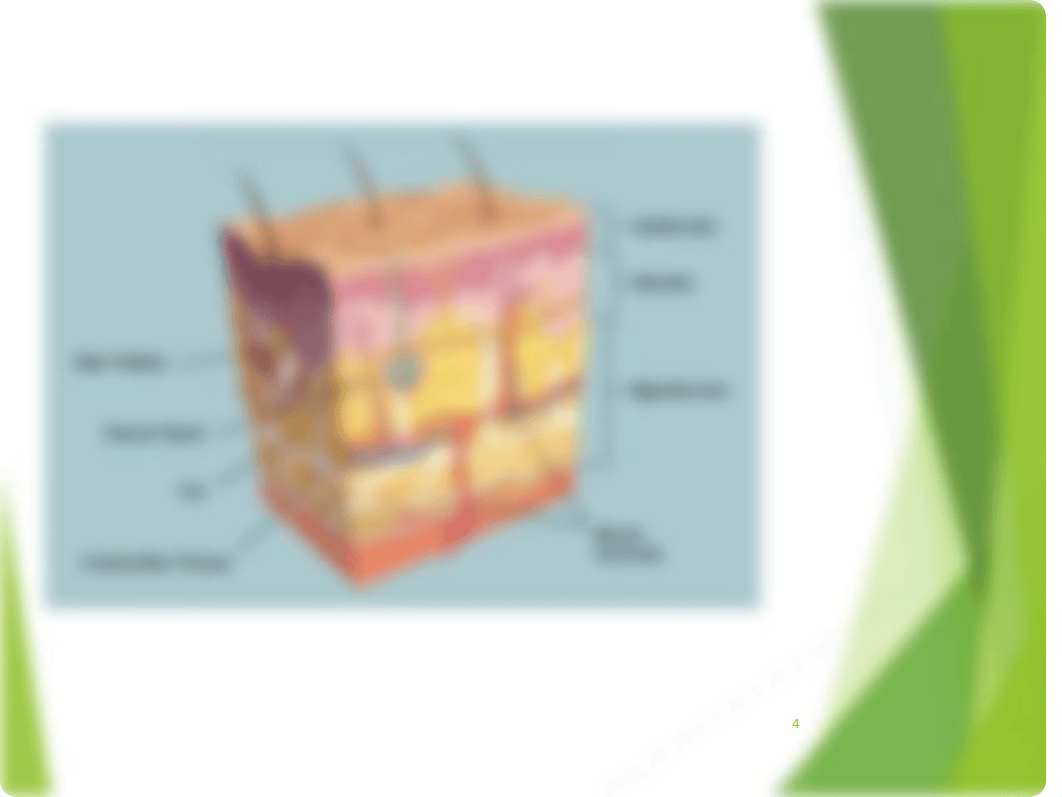 Administering Intradermal and Subcutaneous injections - 2018 - pdf.pdf_dcfswfoy5bm_page4