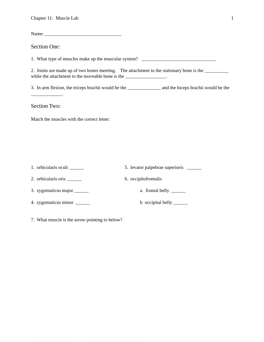 Chapter 11 Muscle Lab.pdf_dcg444ee9lb_page1