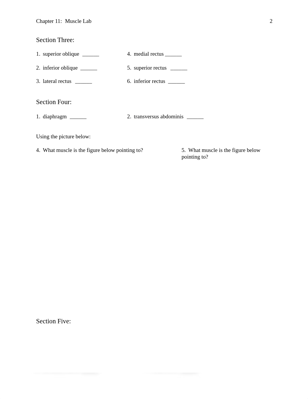 Chapter 11 Muscle Lab.pdf_dcg444ee9lb_page2