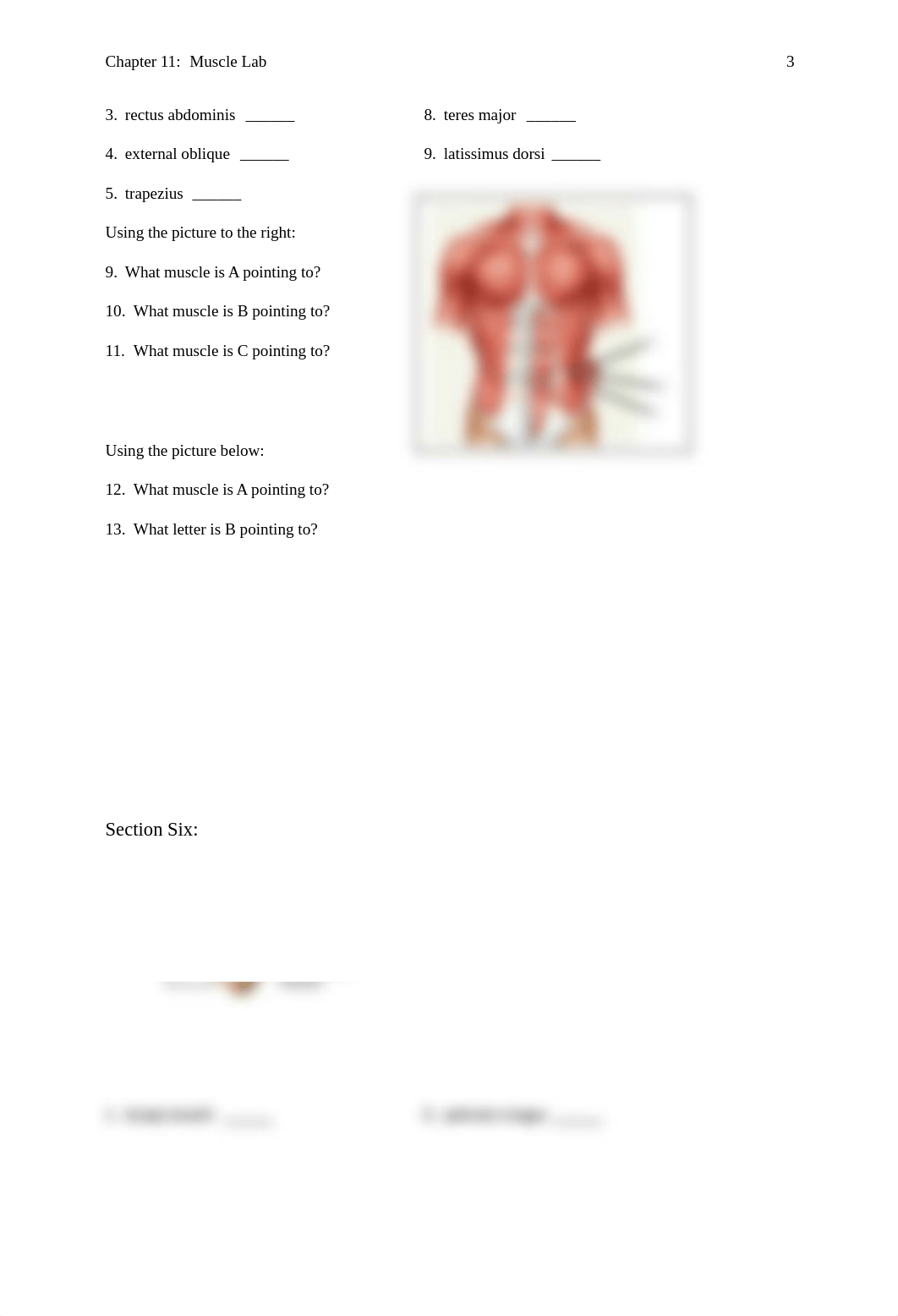 Chapter 11 Muscle Lab.pdf_dcg444ee9lb_page3