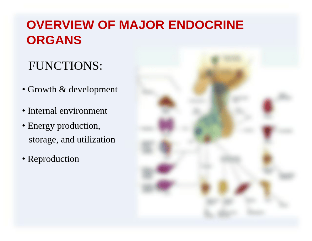 25__Endocrine_System_2013_dcg8t2wpwyf_page4