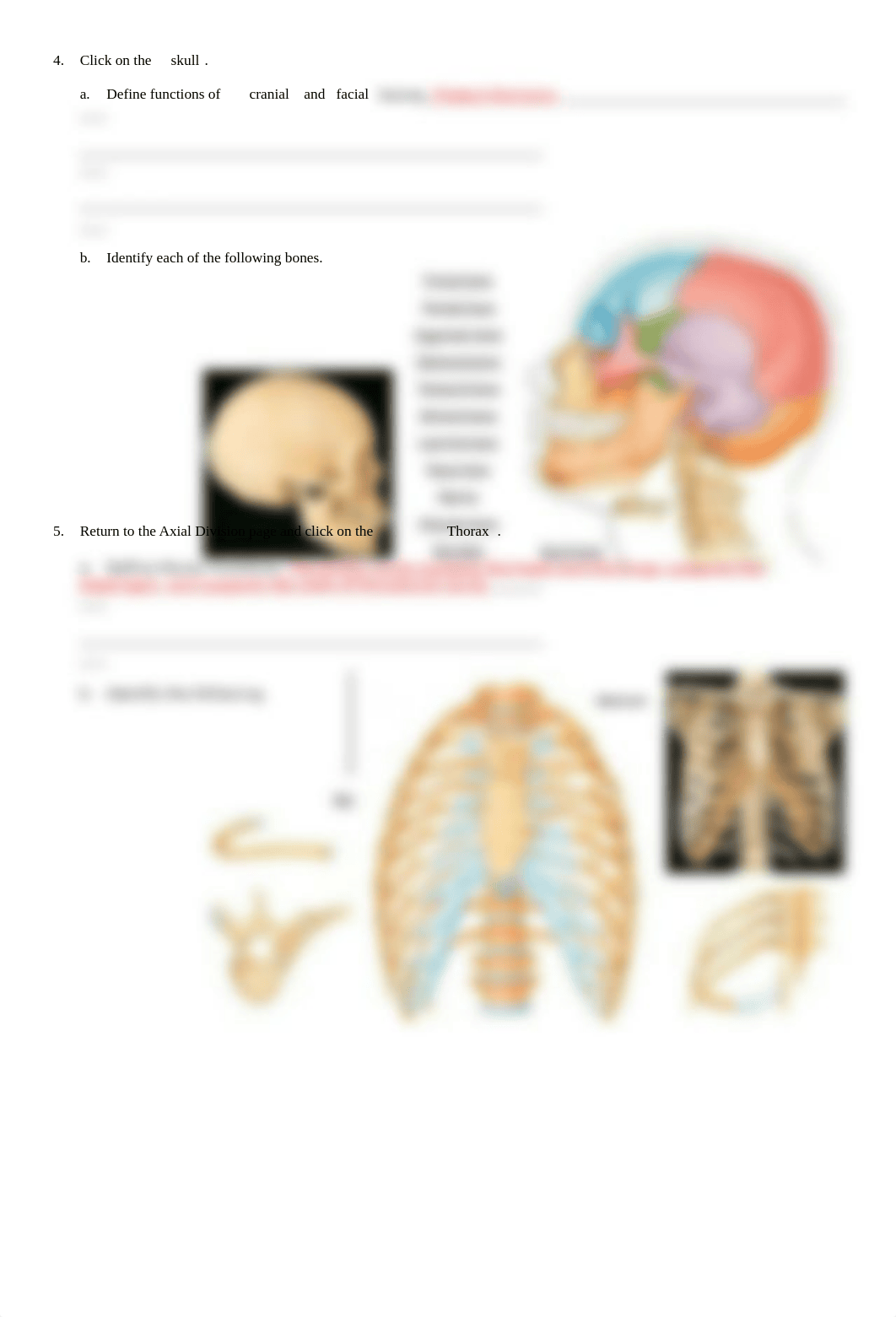 Skeletal.doc_dcggjv2qgh2_page2