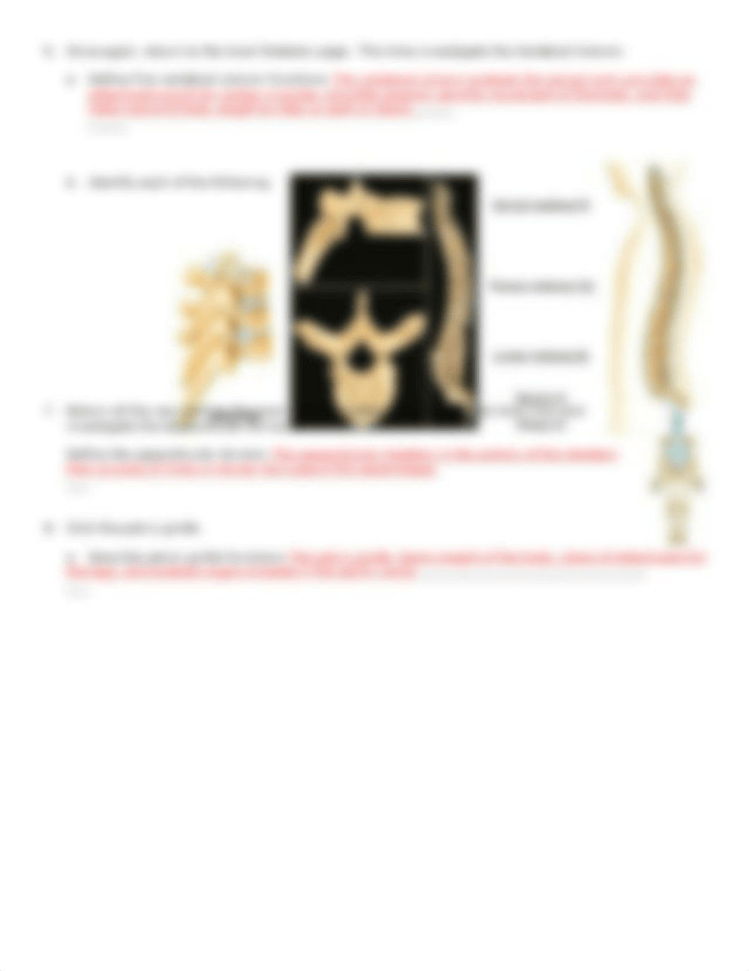 Skeletal.doc_dcggjv2qgh2_page3