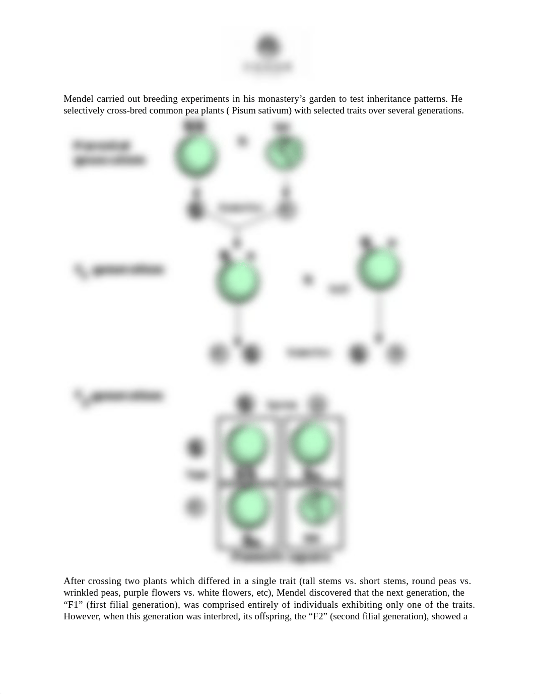 Lab Mendelian Genetics.docx_dcgpiu7dhu1_page2