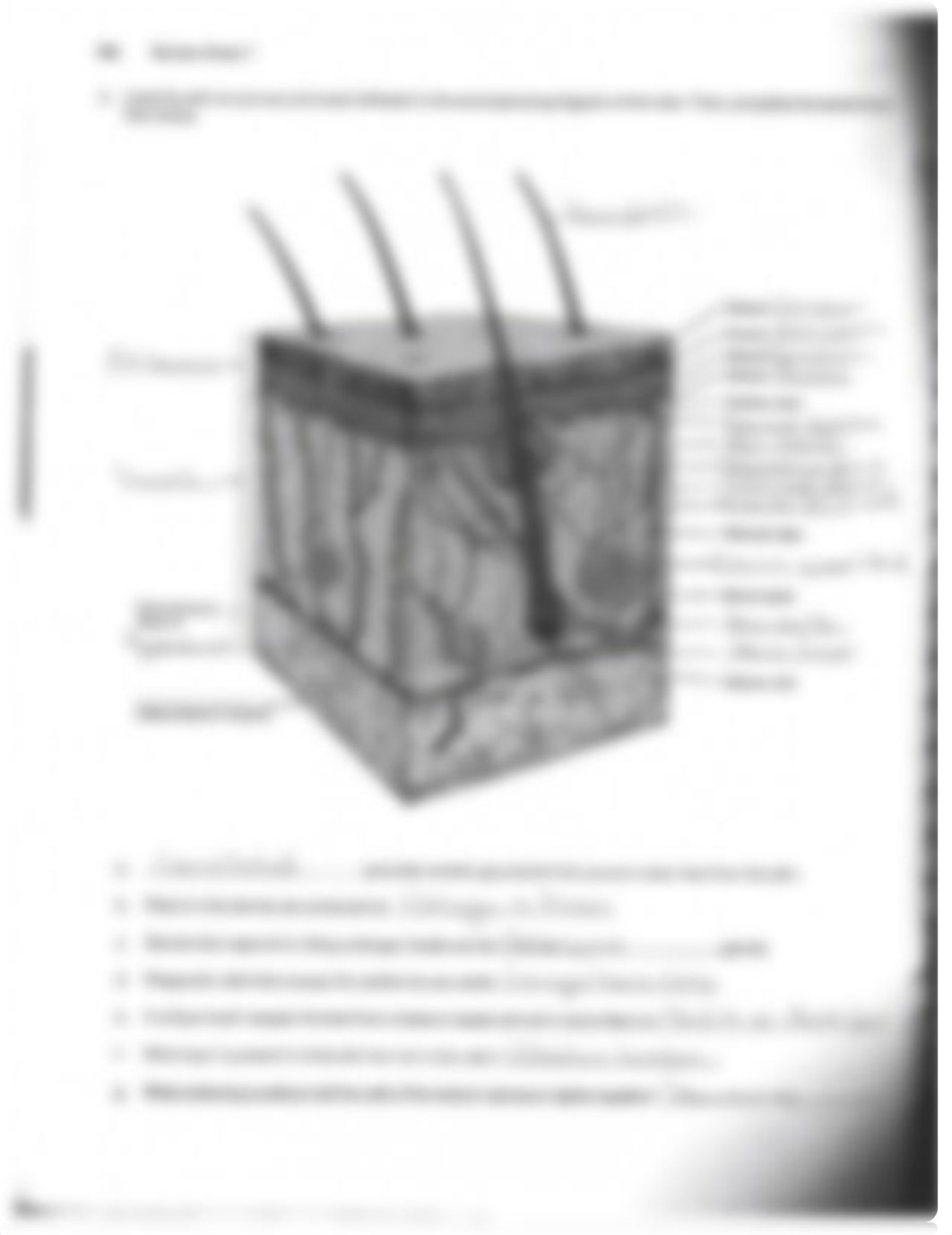 Exercise 7 The Integumentary system.pdf_dcgsnmcw023_page2