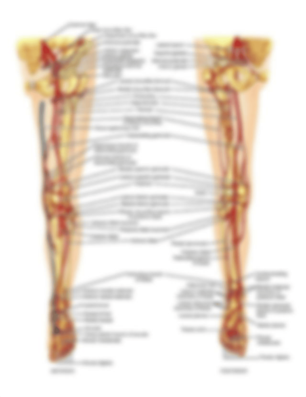 Arteries of the lower limb.png_dchfkyt8y67_page1