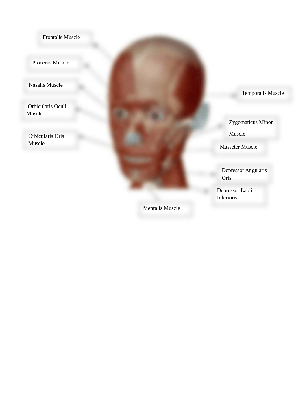 Tremaine Haley- BIO107 Lab Muscles Labeling Worksheet.docx_dci8lwm9shj_page1