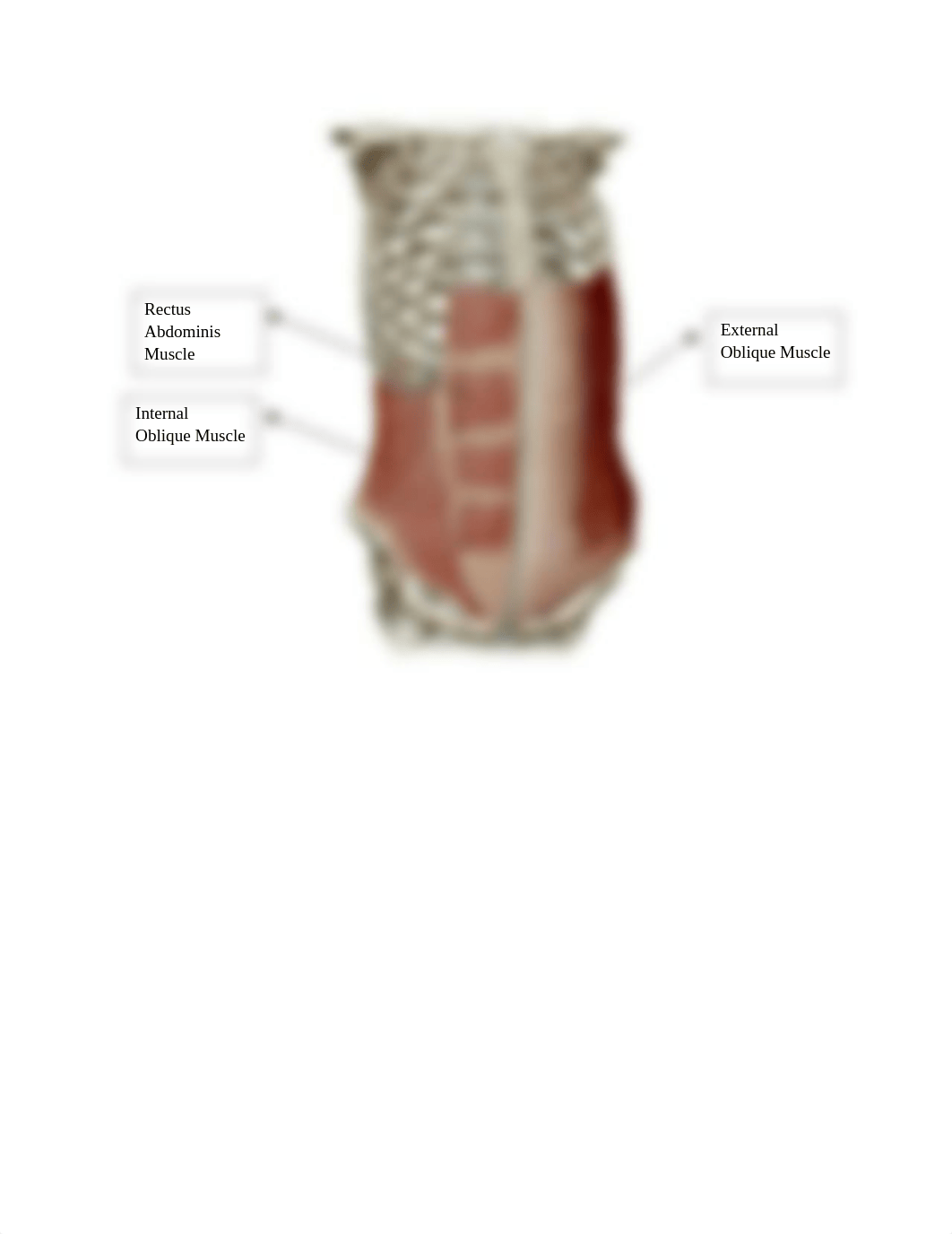 Tremaine Haley- BIO107 Lab Muscles Labeling Worksheet.docx_dci8lwm9shj_page2