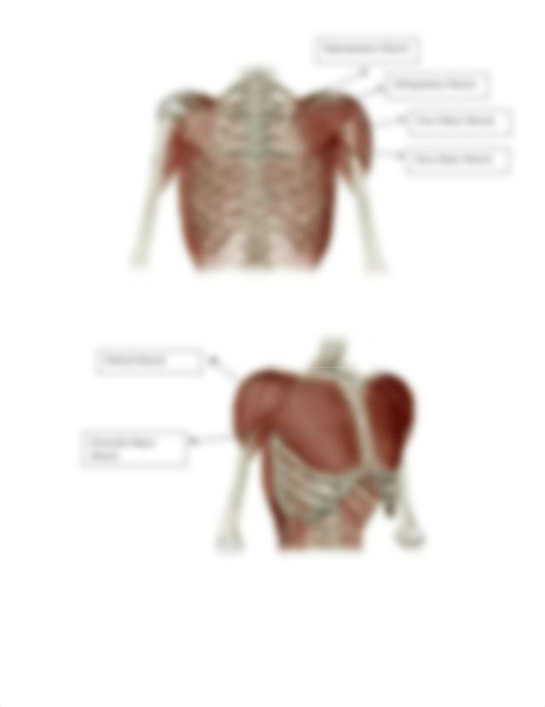 Tremaine Haley- BIO107 Lab Muscles Labeling Worksheet.docx_dci8lwm9shj_page5