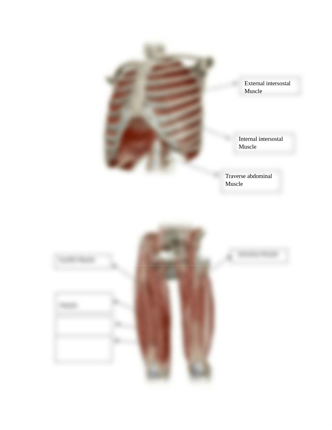 Tremaine Haley- BIO107 Lab Muscles Labeling Worksheet.docx_dci8lwm9shj_page3