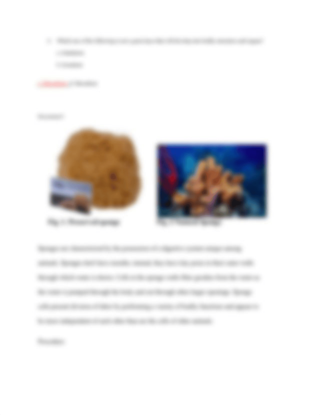 animal kingdom.pdf_dci9lmp1hwz_page5