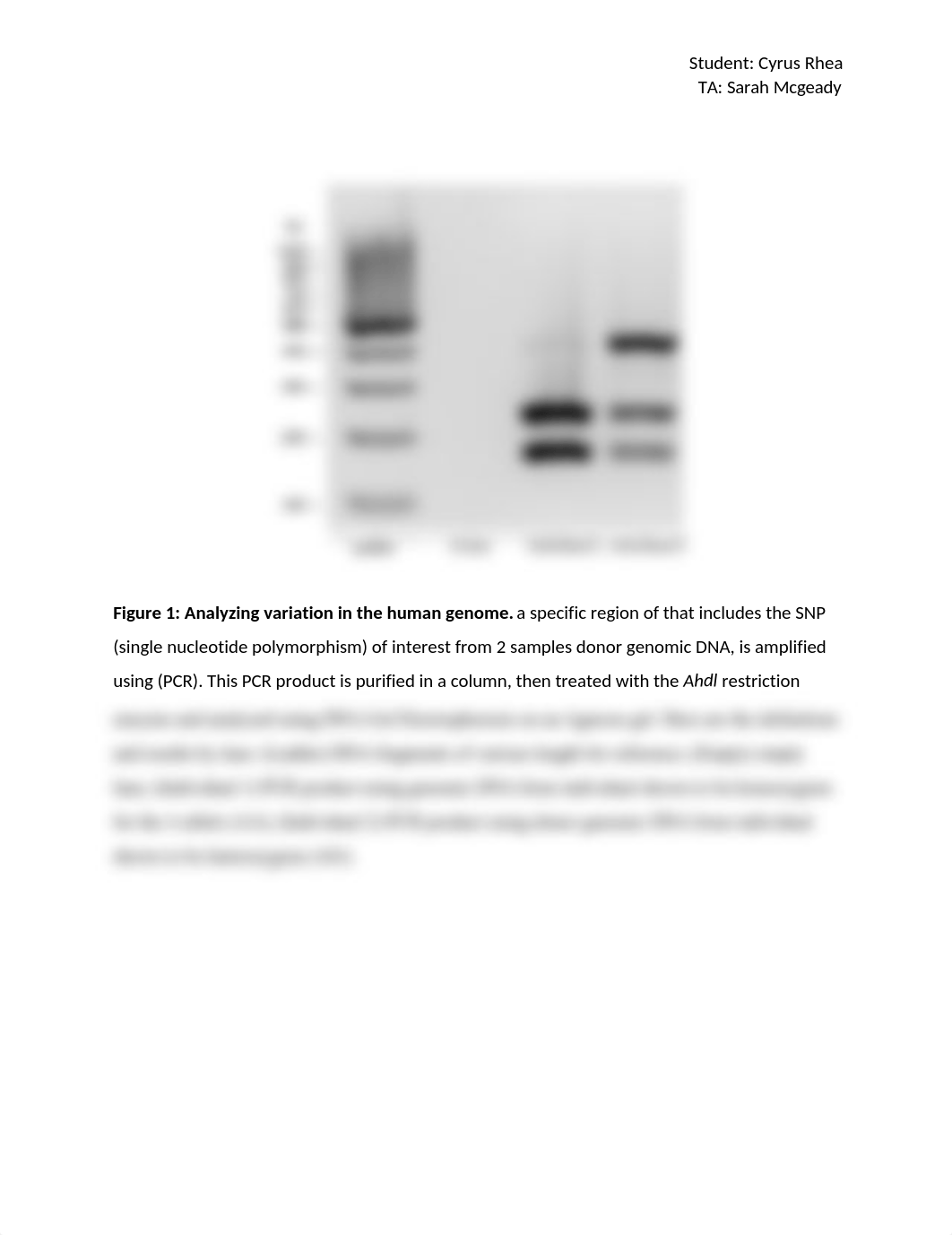 DNA Gel annotated final.docx_dciv4t7kbm4_page1