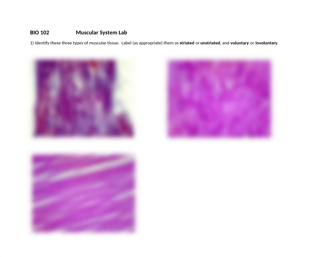 Muscular System Lab.docx_dciypyx7nrz_page1