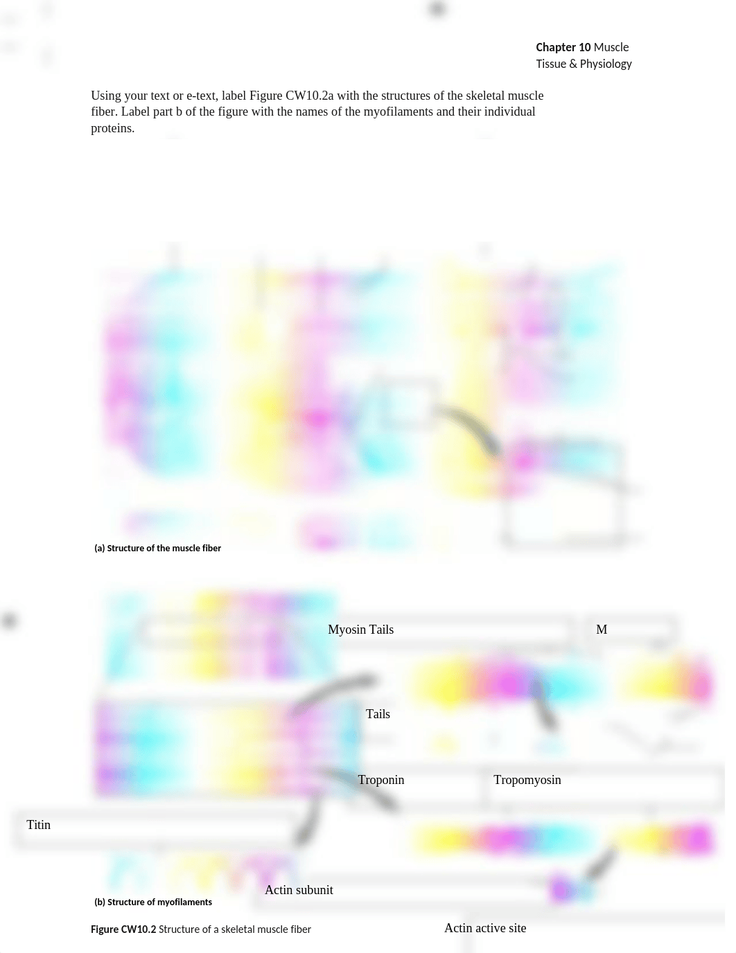 A & P I-Muscle Physiology Packet.docx_dcj3x58vzz4_page2