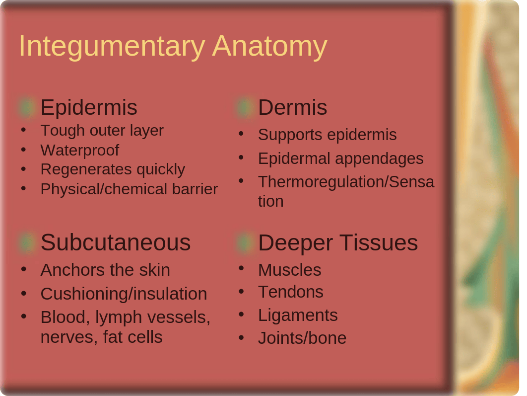 Wound Lecture.ppt_dckv7nfmr51_page3