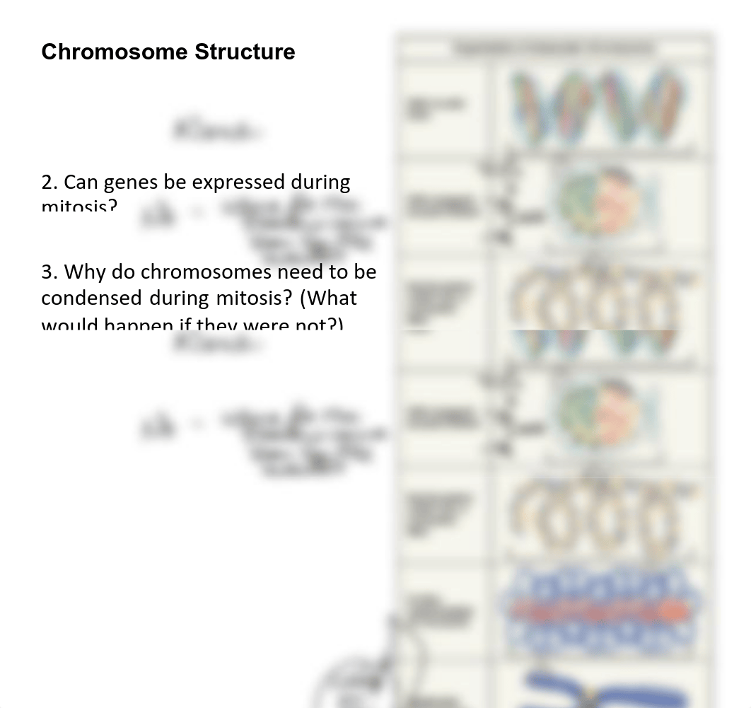 B203_Day_19_Cell_Cycle_and_Mitosis_MARKUP_10.19.2018.pptxy.pdf_dcljnweu0h9_page2