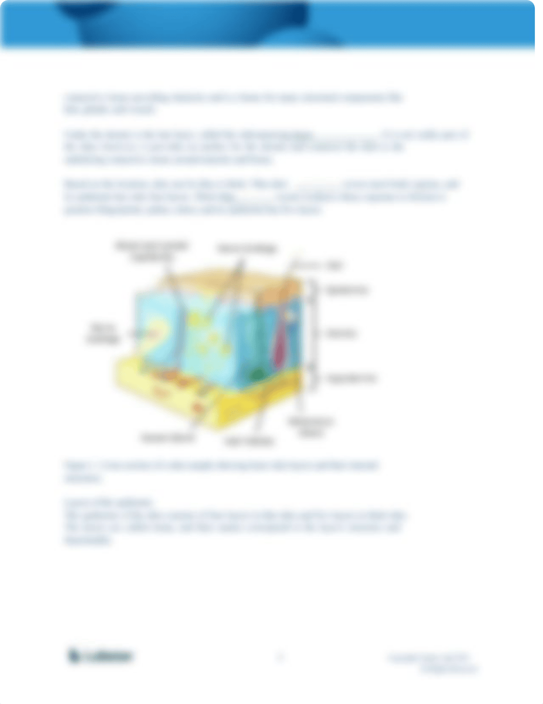 skin lab procedure(1).docx_dcm2rp9vqq4_page3