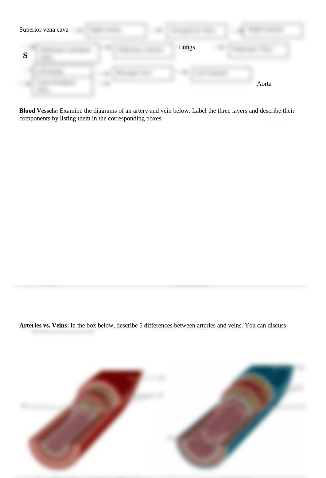 Lab 9 Cardiovascular System (1).docx_dcmcwv474qx_page3