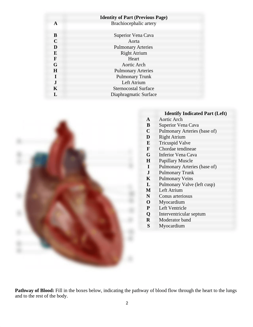 Lab 9 Cardiovascular System (1).docx_dcmcwv474qx_page2