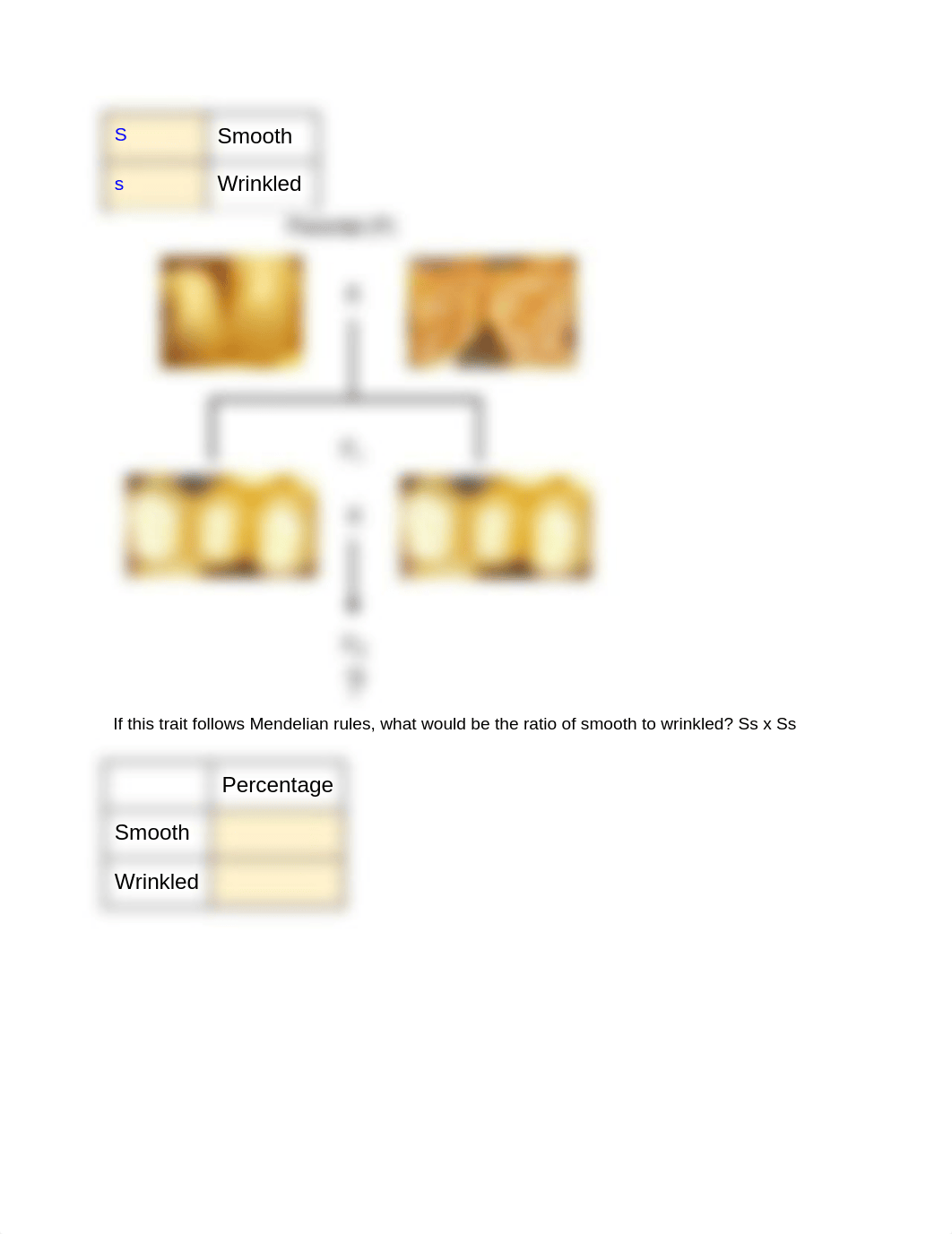 Corn Genetics (1).docx_dcme2a01hbs_page4