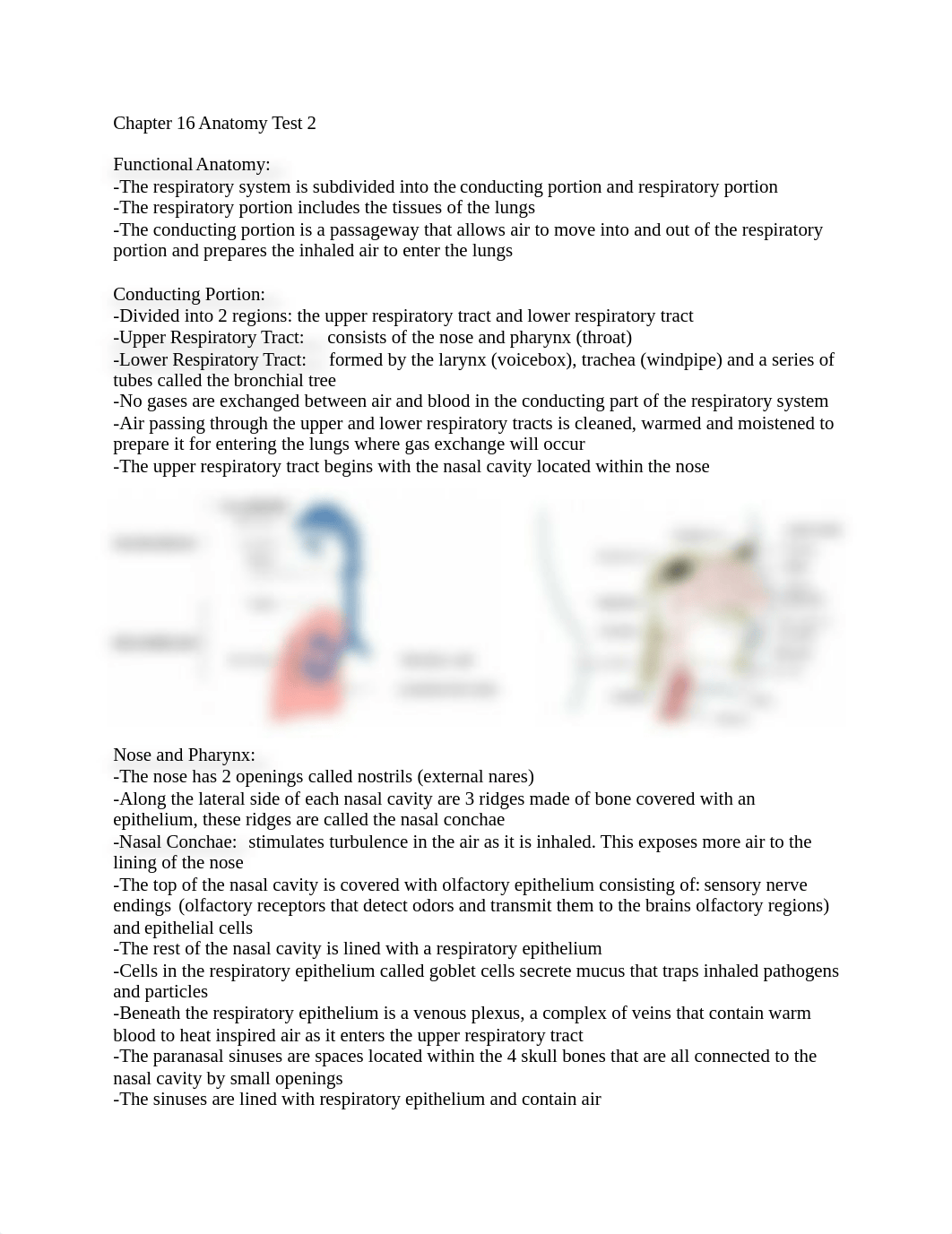 Chapter 16 Anatomy Test 2.docx_dcmtkk0w48i_page1