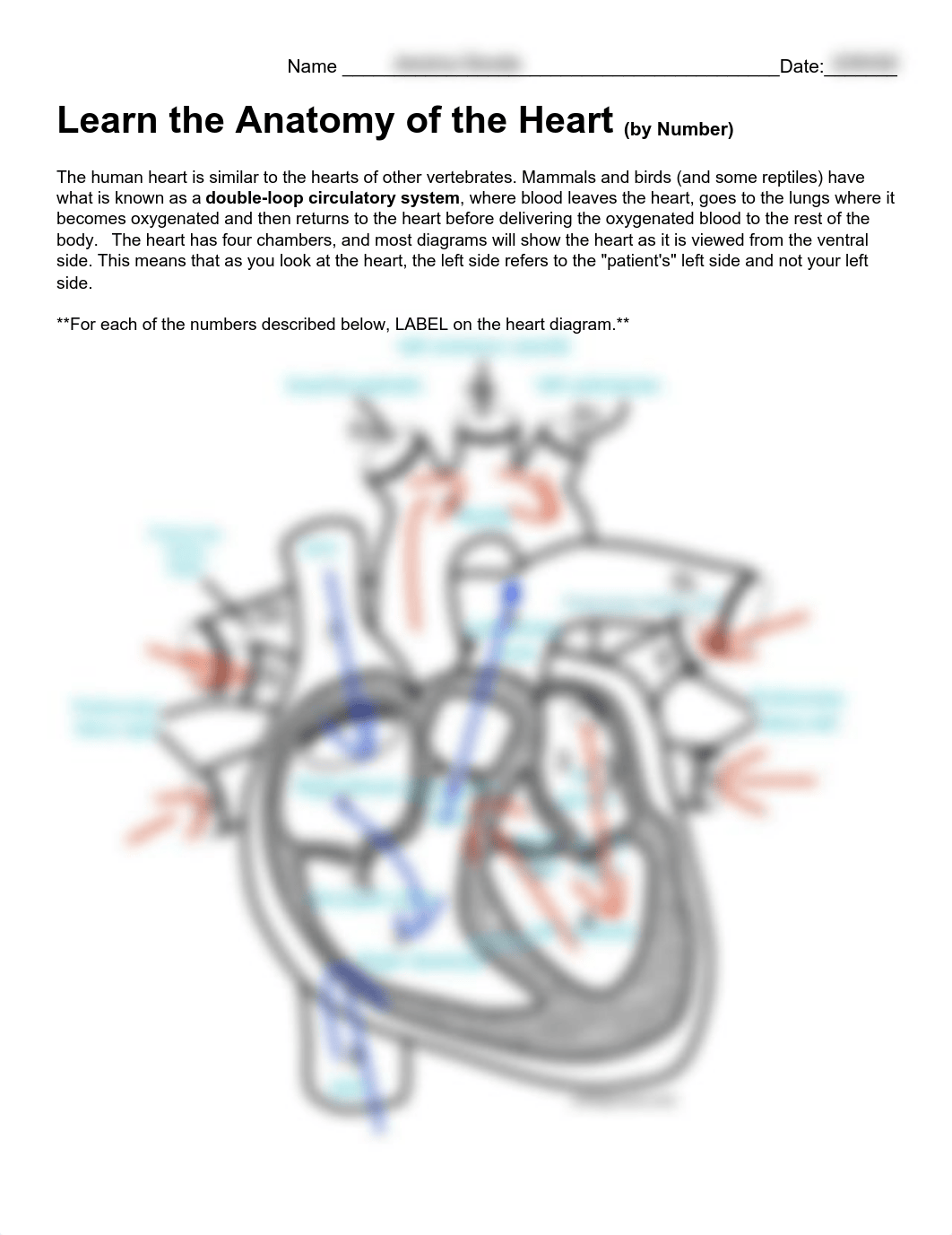 Anatomy of the heart - Jessica Zavala.pdf_dcmzojte17i_page1