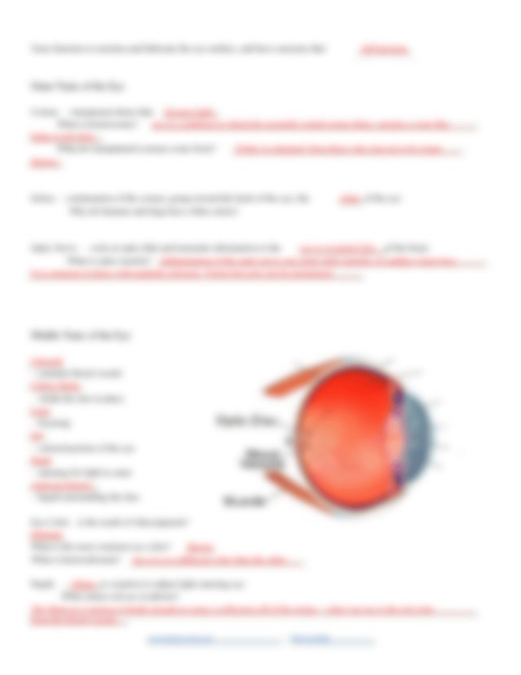 Ch 14  - The Eye  (Notes) DONE   .pdf_dcn2i9qbcbd_page2