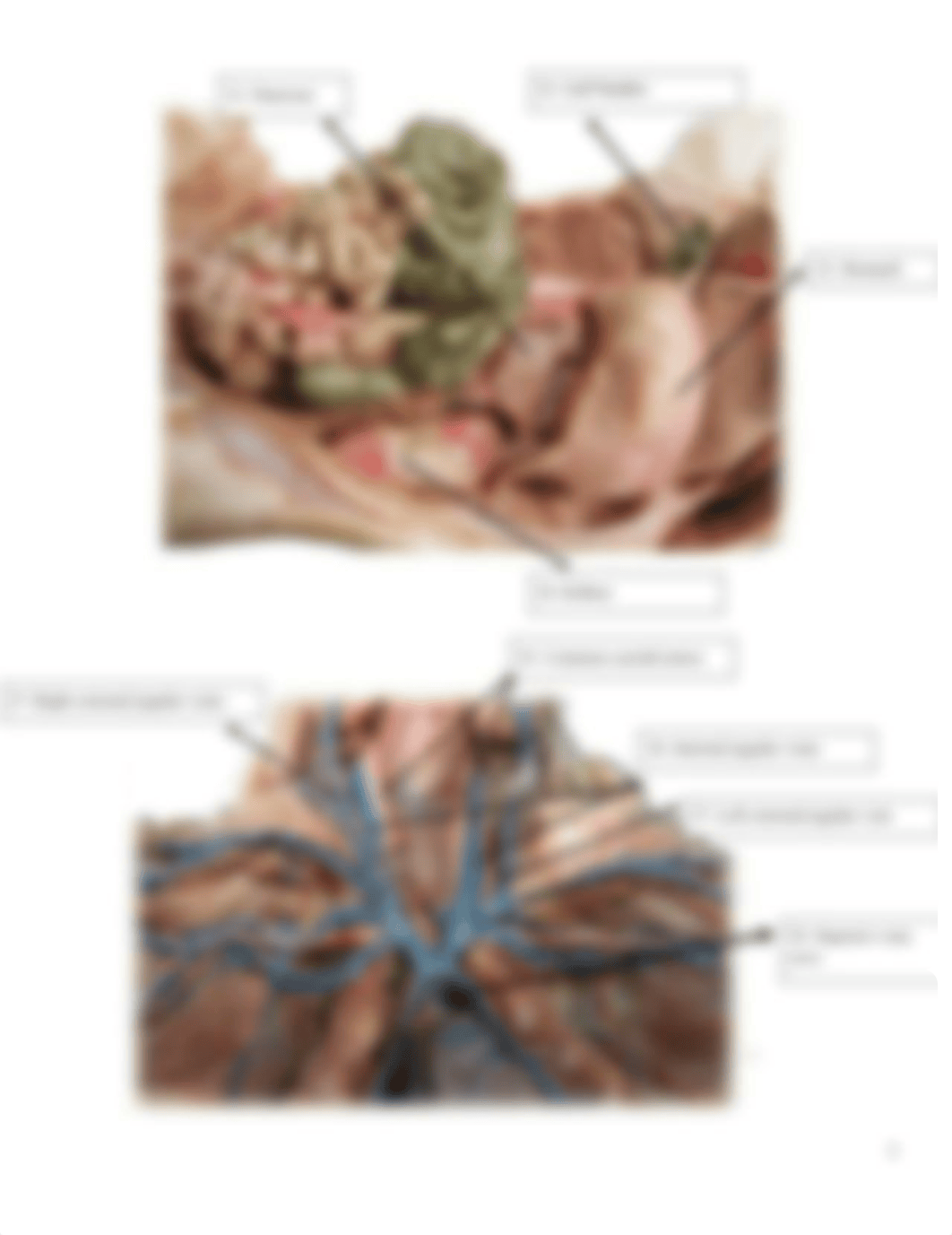 A & P II Lab 6-Fetal Pig Dissection Review Worksheet-2-Ginni Johansen.pdf_dcng116cr7l_page5