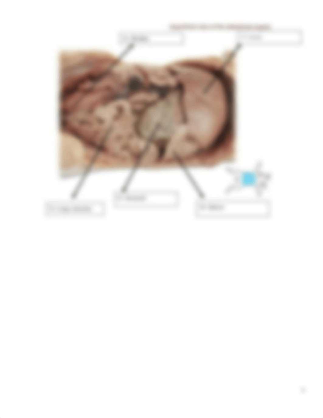 A & P II Lab 6-Fetal Pig Dissection Review Worksheet-2-Ginni Johansen.pdf_dcng116cr7l_page4