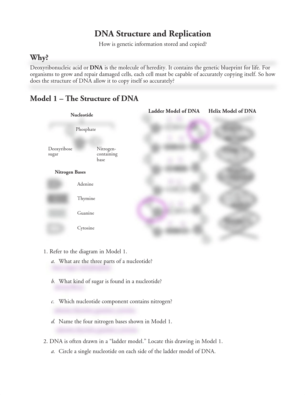 Kami Export - JAYDEN RUIZ - 18 DNA Structure and Replication-S-1.pdf_dcngmpufaob_page1